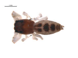 Image of Hentzia palmarum (Hentz 1832)