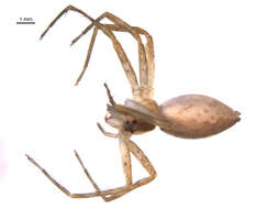 Image of Nursery Web Spider