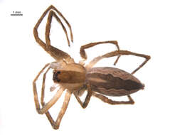 Image of Nursery Web Spider