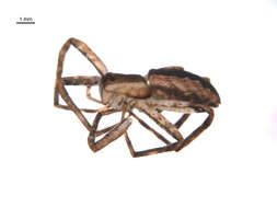 Image of Nursery Web Spider