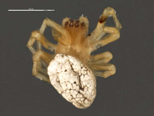 Image of Angulate & Roundshouldered Orbweaver