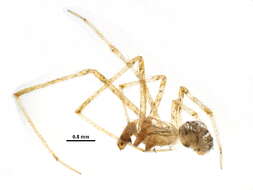 Image of Theridion pennsylvanicum Emerton 1913