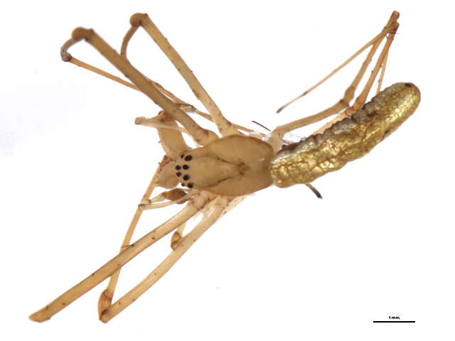 Image of Silver Longjawed Orbweaver