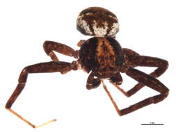 Image of Xysticus luctuosus (Blackwall 1836)