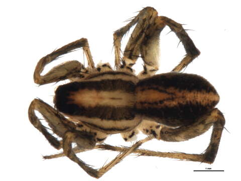 صورة Pardosa distincta (Blackwall 1846)