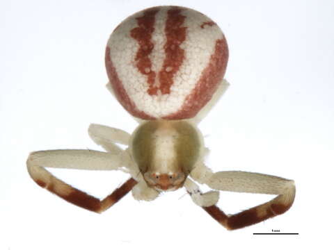 Image of Flower Crab Spiders