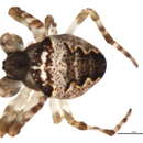 Image of Araneus washingtoni Levi 1971