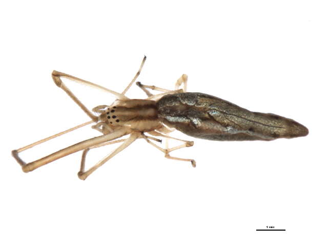 Image of Tetragnatha caudata Emerton 1884