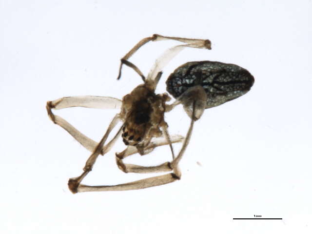 Image of Silver Longjawed Orbweaver