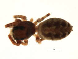 Image of Pelegrina proterva (Walckenaer 1837)