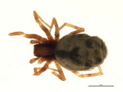 Image of Phantyna bicornis (Emerton 1915)