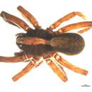Image of Gladicosa bellamyi (Gertsch & Wallace 1937)