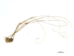 Image of Leiobunum aldrichi (Weed 1893)