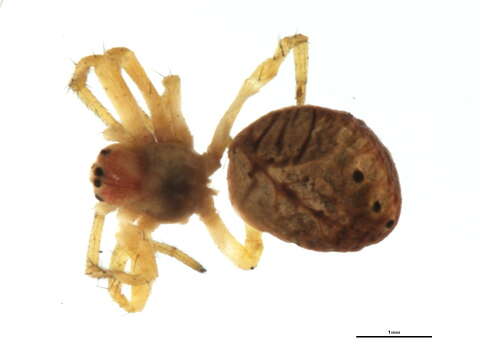 Image of Six-spotted Yellow Orbweaver