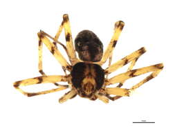 Image of Philodromus peninsulanus Gertsch 1934