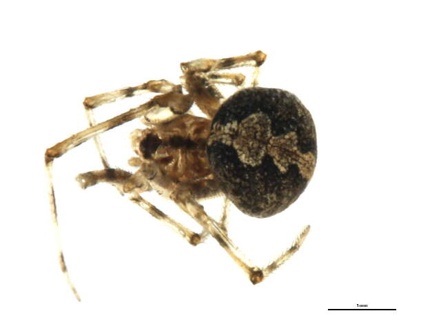 Image of Theridion murarium Emerton 1882