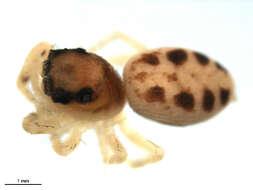 Image of Pelegrina proterva (Walckenaer 1837)