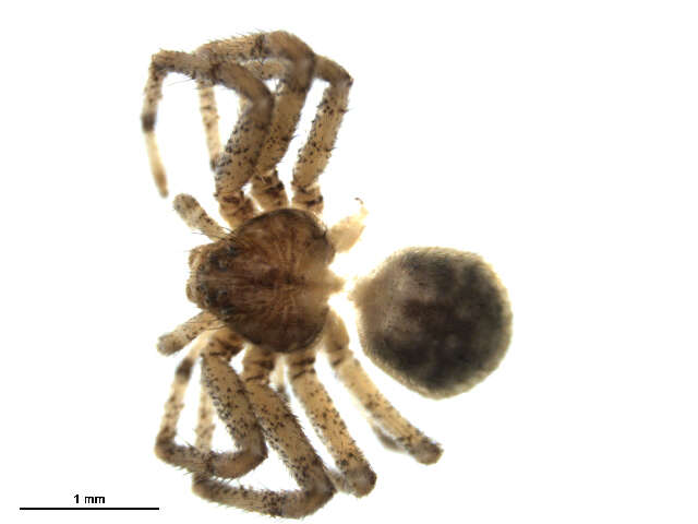 Image of Philodromus praelustris Keyserling 1880