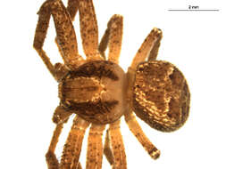 Image of Elegant Crab Spider