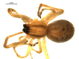 Image of Hibana gracilis (Hentz 1847)