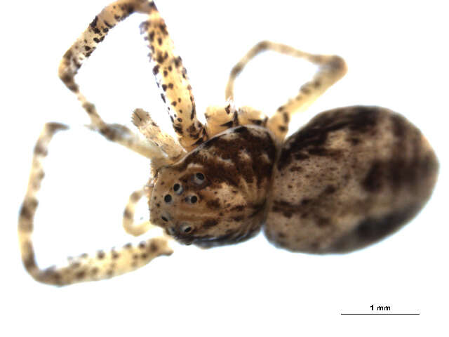 Image of Philodromus vulgaris (Hentz 1847)