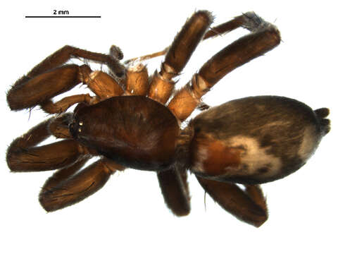 Image of Eastern Parson Spider