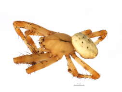 Image of Shamrock Orbweaver