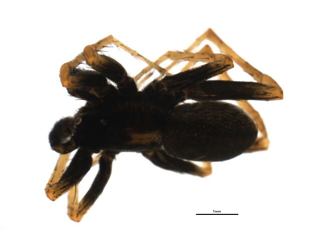 صورة Pardosa distincta (Blackwall 1846)