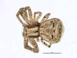 Image of Xysticus pellax O. Pickard-Cambridge 1894