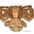 Image of Xysticus benefactor Keyserling 1880