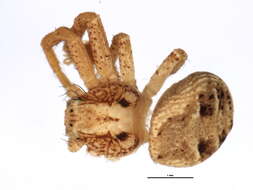 Image of Xysticus benefactor Keyserling 1880