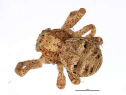 Image of Xysticus benefactor Keyserling 1880