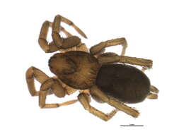 Image of Gnaphosa brumalis Thorell 1875