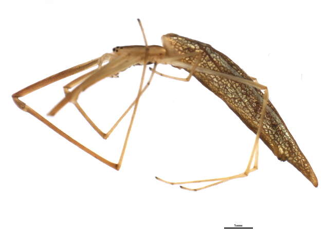 Image of Tetragnatha caudata Emerton 1884