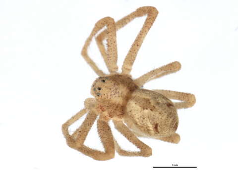 Image of Philodromus histrio