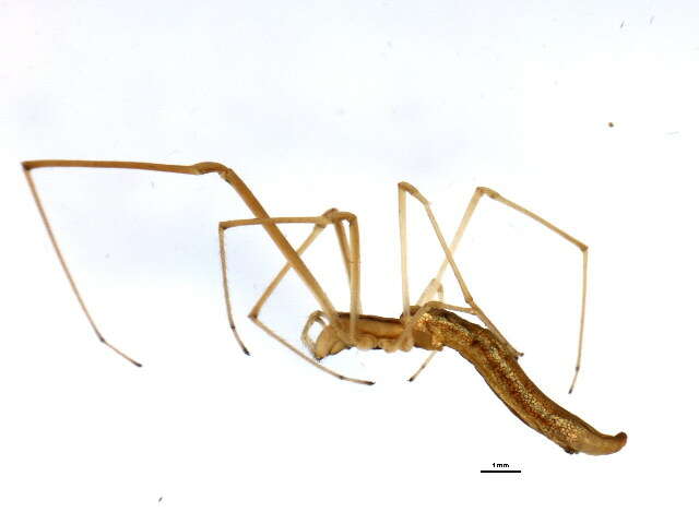 Image of Tetragnatha caudata Emerton 1884