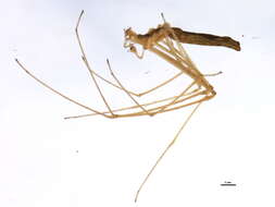 Image of Tetragnatha caudata Emerton 1884