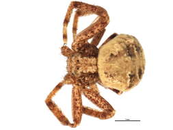 Image of Xysticus benefactor Keyserling 1880