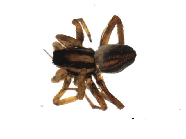 صورة Pardosa distincta (Blackwall 1846)