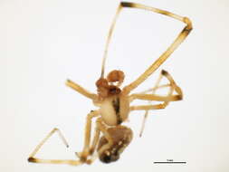 صورة Theridion frondeum