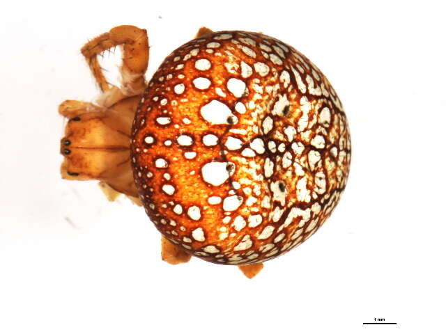 Image of Araneus iviei (Archer 1951)