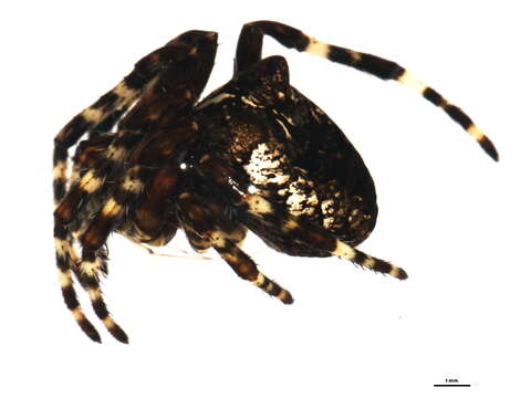 Image of Araneus saevus (L. Koch 1872)