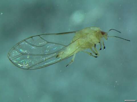 Image of Trioza cf. remota