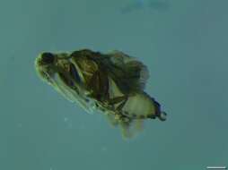 Image of twisted-winged parasites