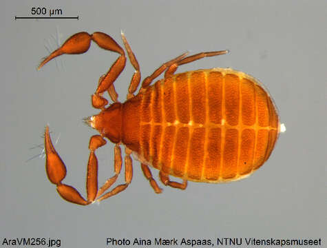 Image of Cheiridiidae Hansen 1894