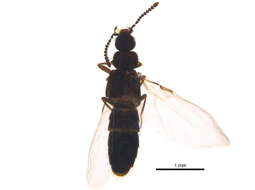 Image of Atheta (Dimetrota) campbelli (Lohse 1990)