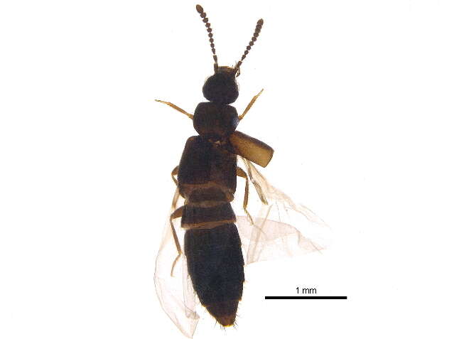 Image of Atheta (Dimetrota) campbelli (Lohse 1990)