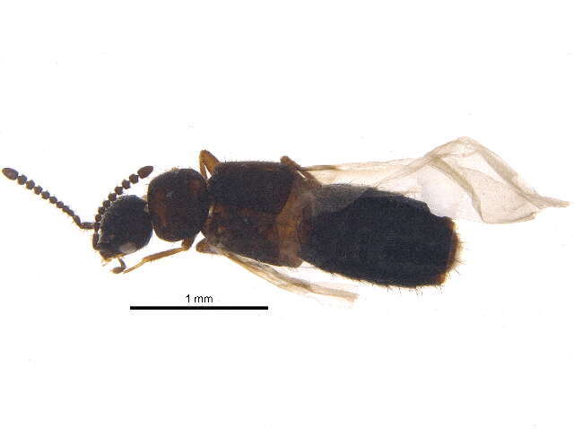 Image of Atheta (Dimetrota) campbelli (Lohse 1990)