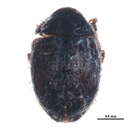 Image of Curimopsis echinata (Le Conte 1850)