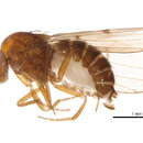 Drosophila munda Spencer 1942 resmi